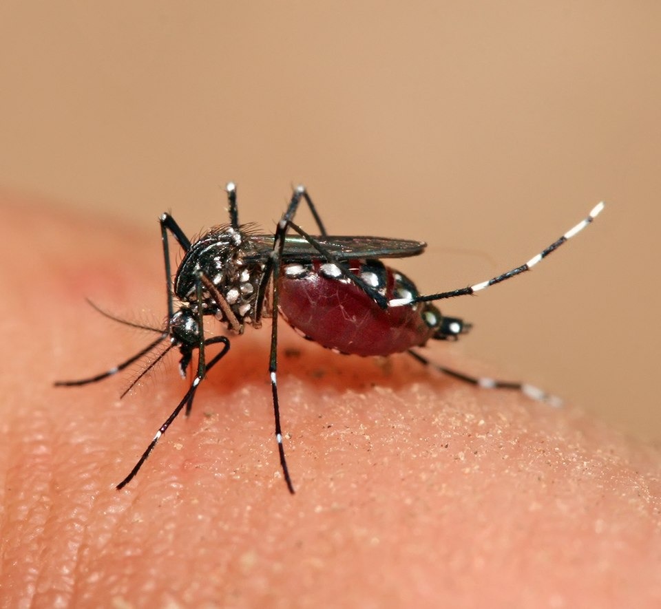 IHSS hace un llamado de prevención ante el dengue